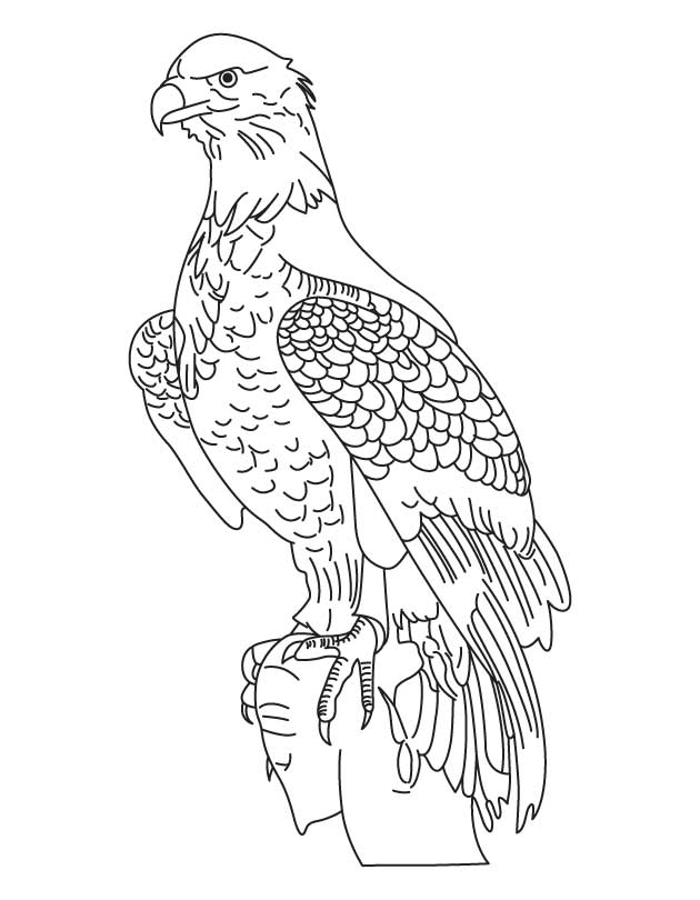 630x810 Bald Eagle Coloring Pictures 568531