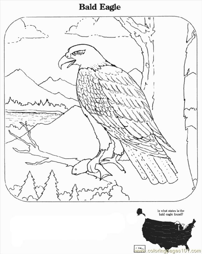 650x820 Bald Eagle Coloring Page
