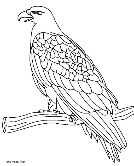 513x635 Eagle Color Page Harpy Eagle Coloring Page Bald Eagle Coloring