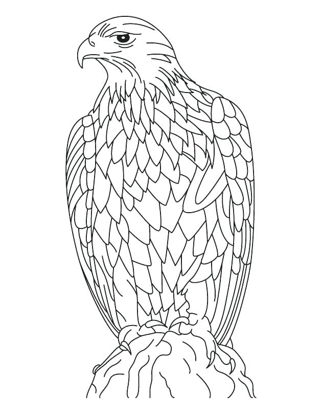 630x810 Eagle Coloring Page Sketch Of An Eagle Coloring Page Harpy Eagle