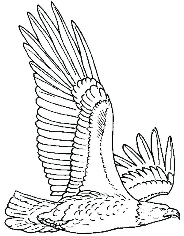 600x767 Eagles Coloring Pages Cortefocalsite Eagles Coloring Pages Bald
