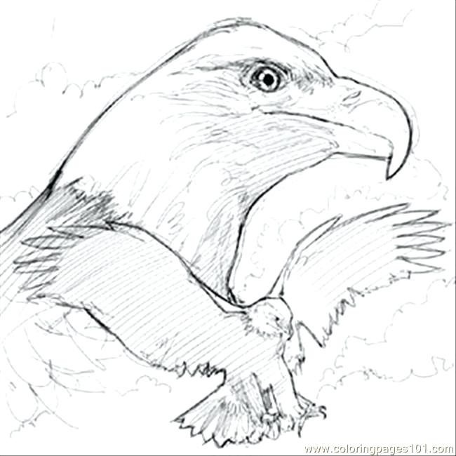 650x650 Bald Eagle Coloring Page Sketch E Coloring Page Coloring Pages