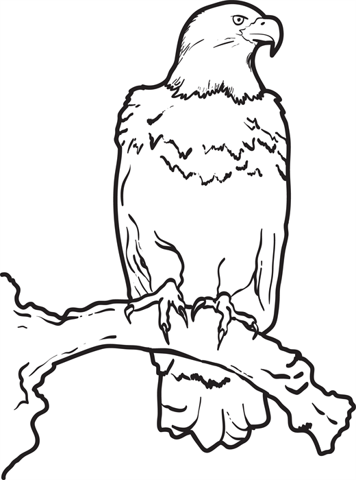 520x700 Bald Eagle Coloring Pages For Kids (Printable) 360coloringpages