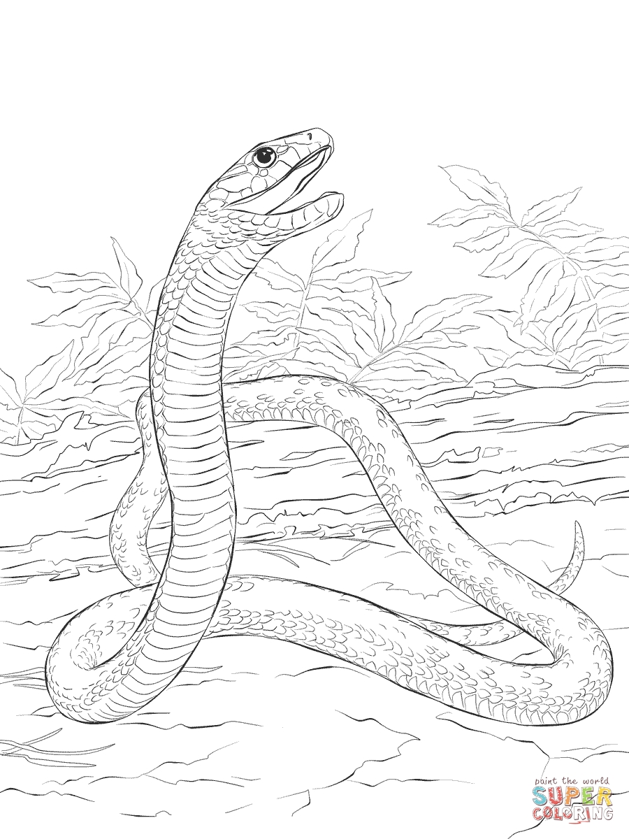 900x1200 Beautiful Ball Python Coloring Pages Photo