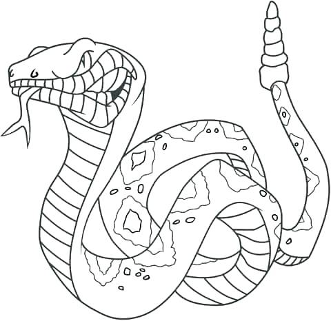 480x466 Black Mamba Coloring Pages Reptiles Ball Python Coloring Pages