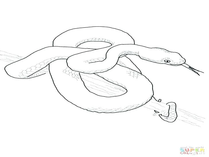 728x546 Coloring Pages For Kids Online Ball Python Drawing At Free