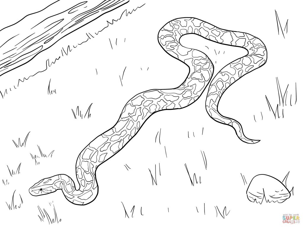 1024x768 Download Large Burmese Python Coloring Page