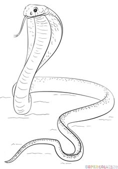 236x336 How To Draw A Ball Python Step By Step Drawing Tutorials