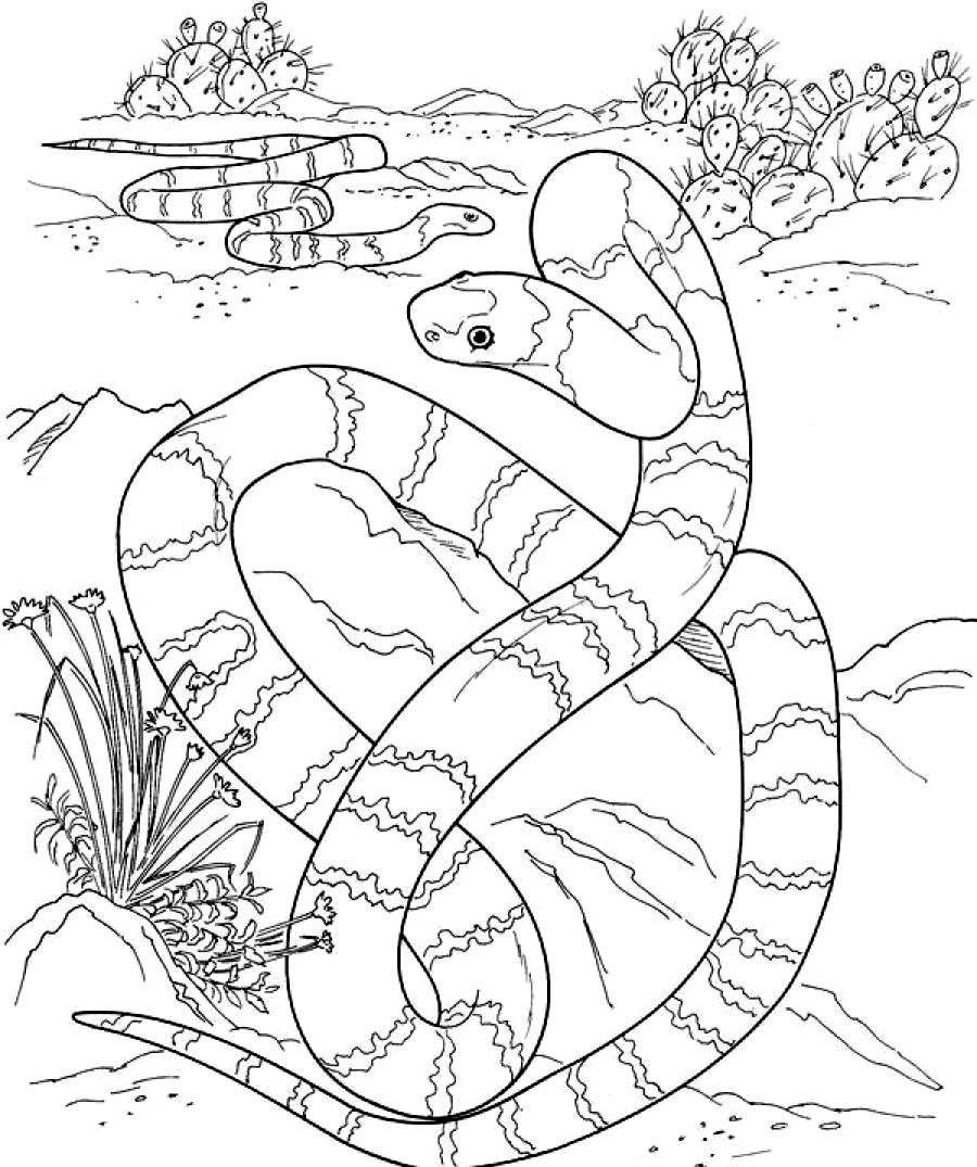 900x1075 Python Coloring Pages Realistic Printable Coloring Pages, Python