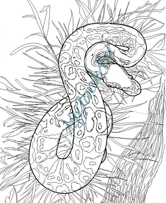 570x697 Snake Color Page. Reptile Color Page. For Digital By Hyjackart