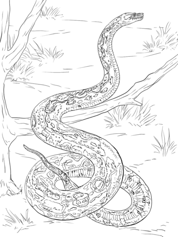 360x480 Snakes Coloring Pages Free Coloring Pages Ball Python Coloring