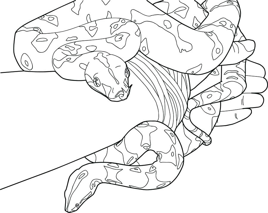 900x716 Ball Python Coloring Pages Ball Python Coloring Pages Boa