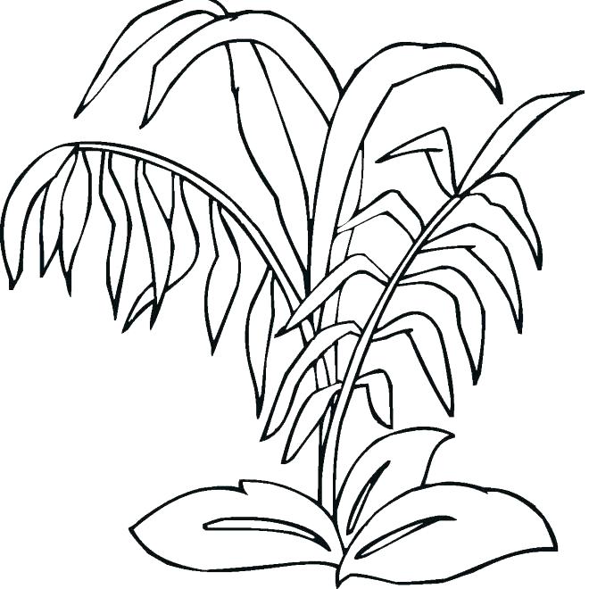 660x660 Coloring Pages Plants Download This Coloring Page Coloring Pages