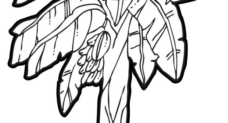 728x393 Banana Tree Coloring Page Bananas Coloring Pages Free Coloring