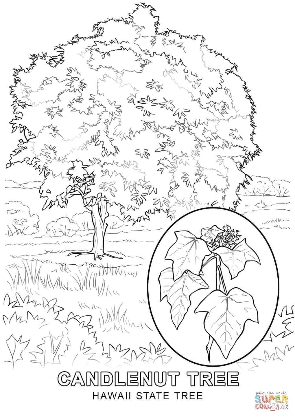 1020x1440 Hawaii State Tree Coloring Pages
