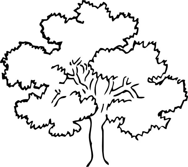 600x533 Outline Tree Banyan Tree Clipart Outline Pencil And In Color