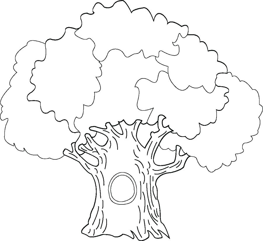 900x824 Tree Trunk Coloring Page Coloring Tree Banyan Tree Coloring Pages