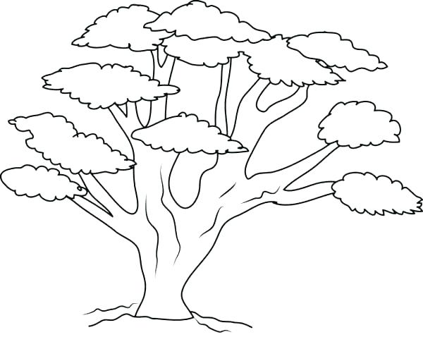 600x478 Tree Trunk Coloring Page Tree Trunk Coloring Page Bare Tree