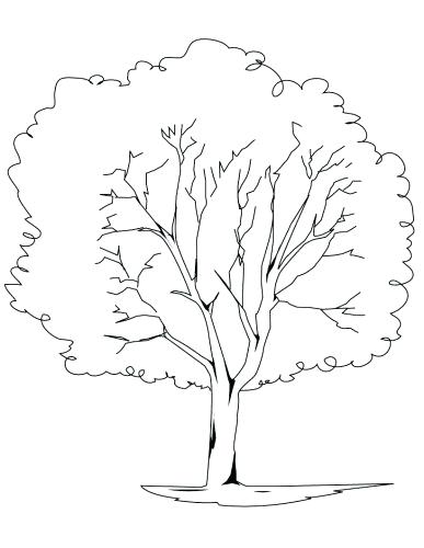 387x500 Coloring Page Bare Tree Coloring Page Trunk Bare Tree Coloring