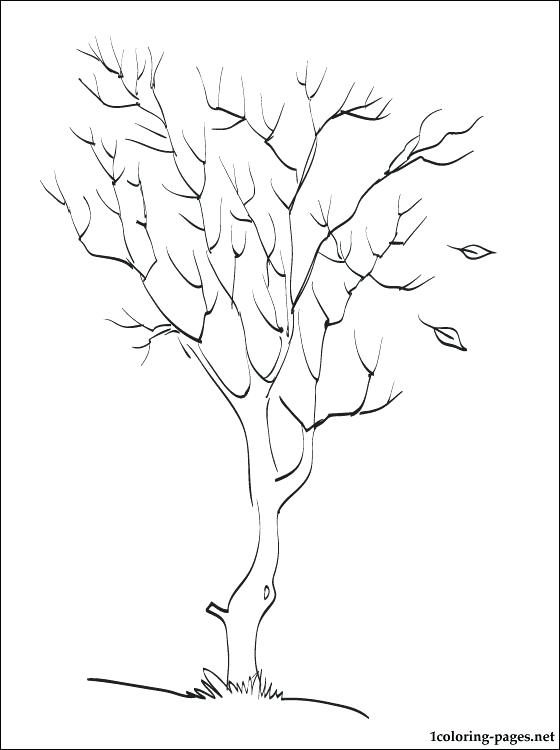 560x750 Tree Coloring Pages Autumn Tree Coloring Page Bare Tree Coloring