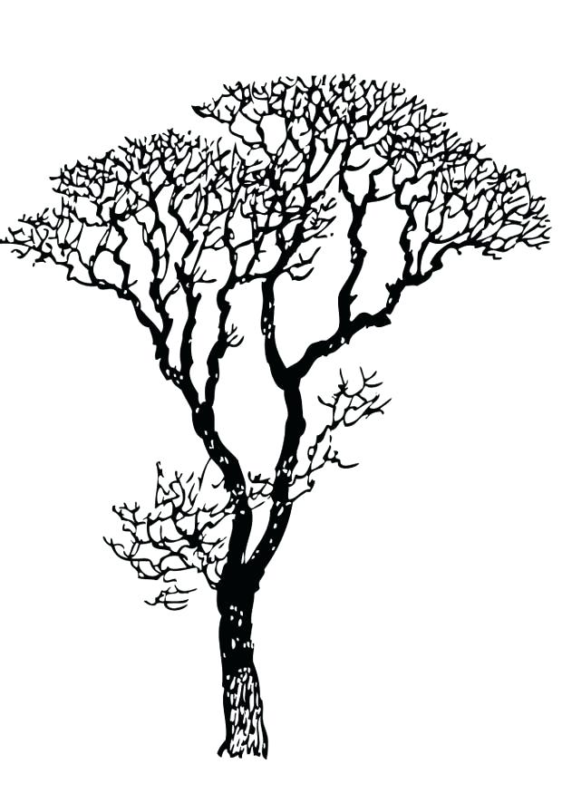 620x875 Unique Bare Tree Coloring Page And Tree Coloring Pages Bare Color
