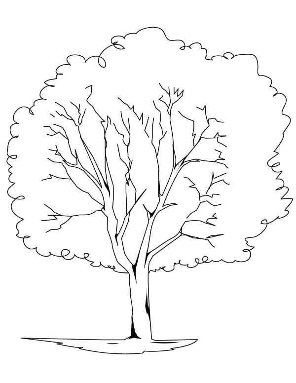600x776 Bare Tree Coloring Page Bare Tree Coloring Page Tree Coloring Page