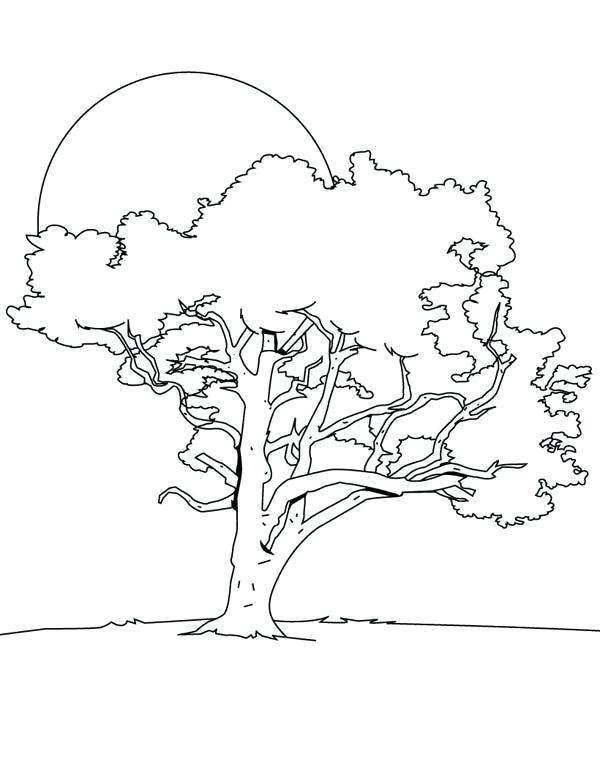 600x776 Bare Tree Coloring Page Oak Tree In The Night Coloring Page Bare