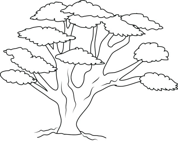 600x478 Bare Tree Coloring Page Oak Tree With So Many Branch Coloring Page