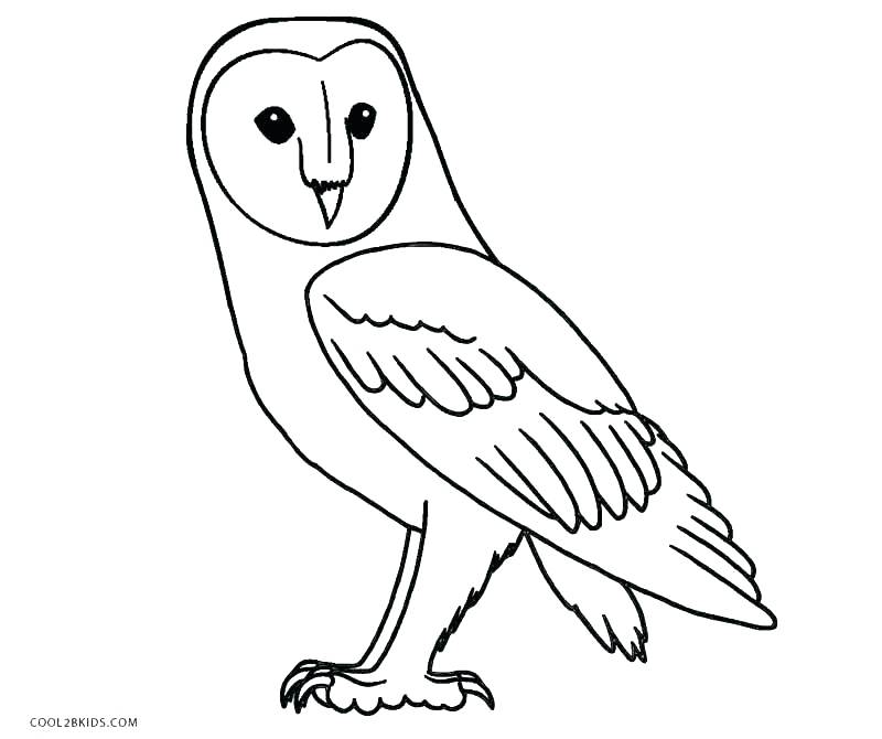 800x670 Owl Coloring Pages Free Printable Snowy Owl Coloring Pages Free