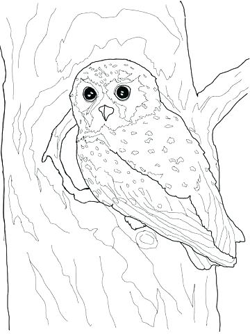 Barn Owl Coloring Page