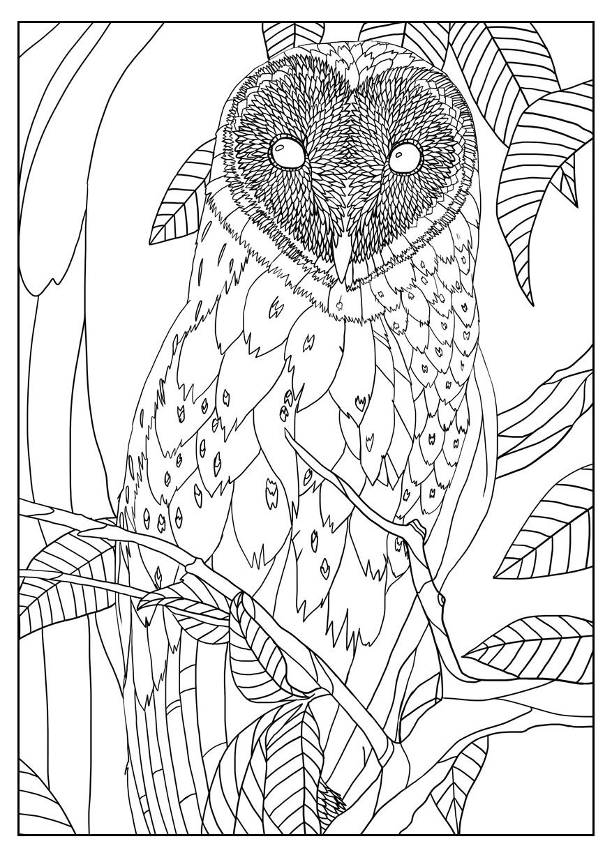 877x1236 Free Coloring Page Coloring Adult Barn Owl By Mizu. Exclusive
