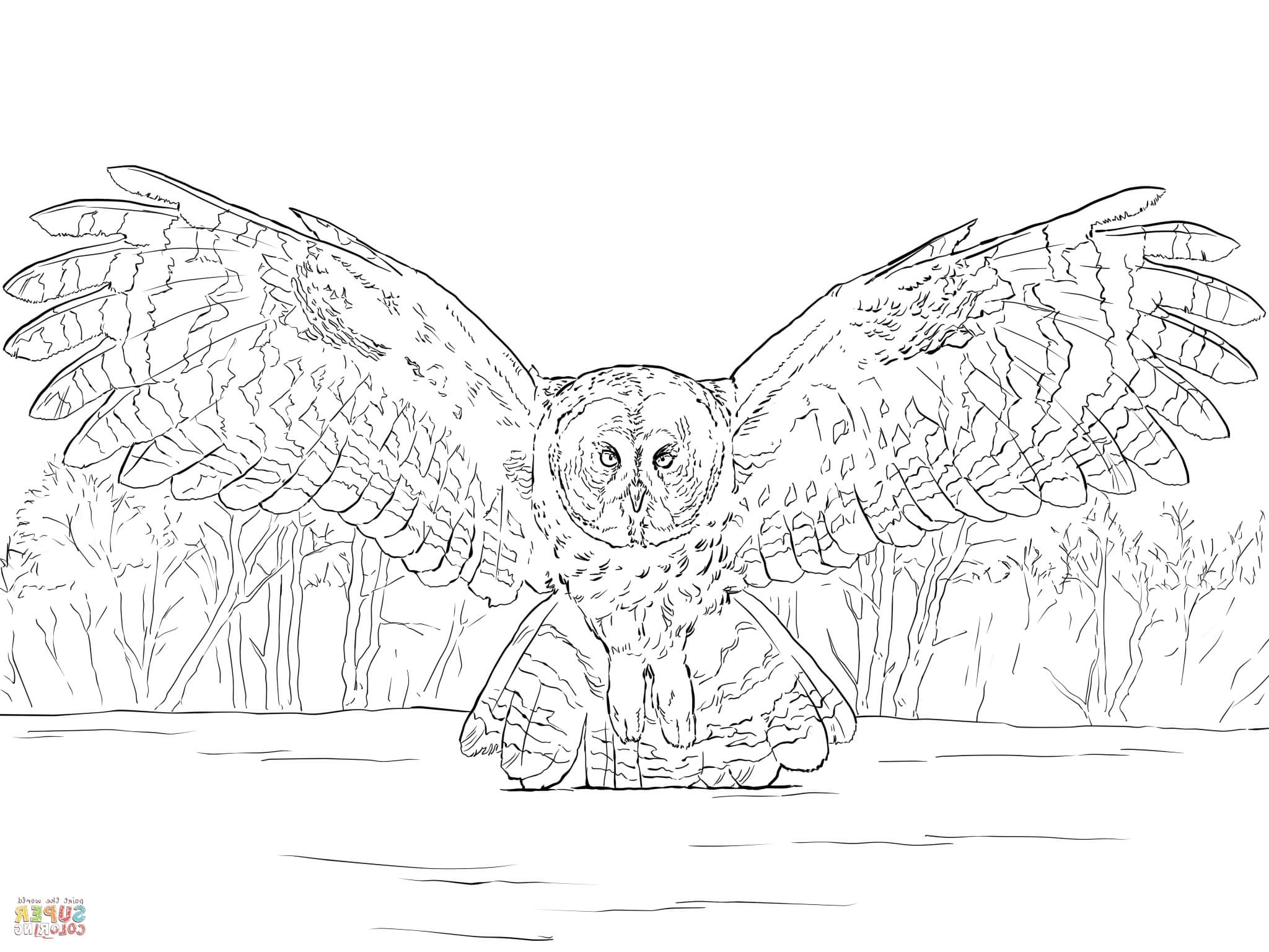 2048x1536 Great Gray Owl Coloring Page Barn Owl Coloring Page Gallery Photos