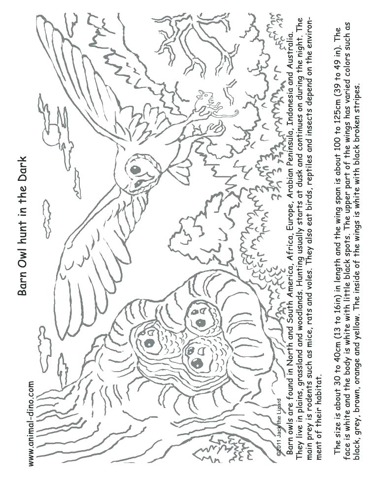 757x980 Barn Owl Coloring Page Barn Owl Coloring Page Animal Coloring Page