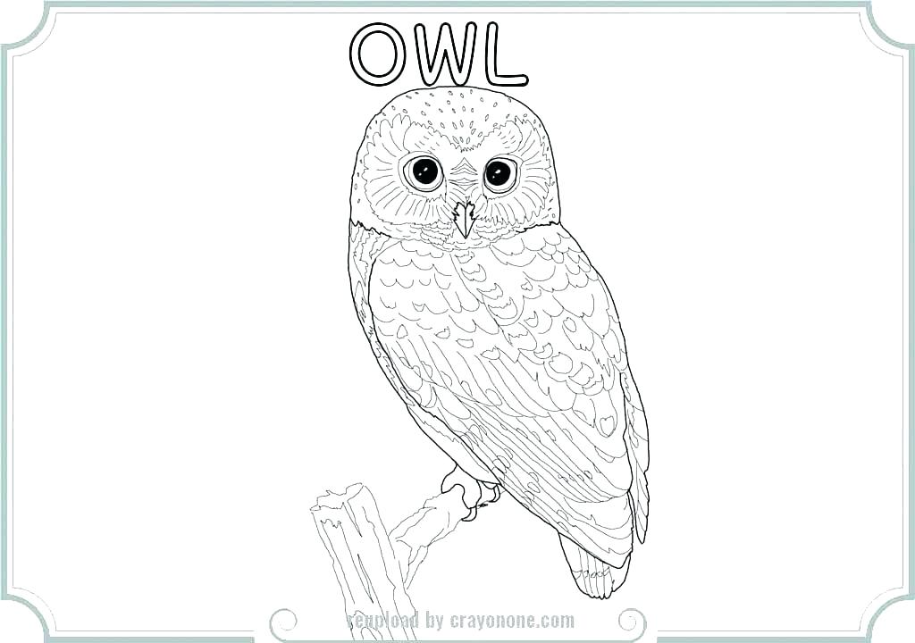 1024x720 Owl Color Sheet Barn Owl Coloring Page Owl Printable Coloring