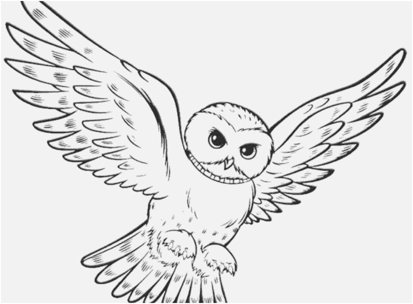 827x609 The Superior Pictures Printable Owl Coloring Pages Most Efficient