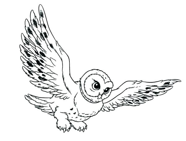 600x456 Barn Owl Coloring Page Barn Owl Coloring Page Barn Owl Coloring