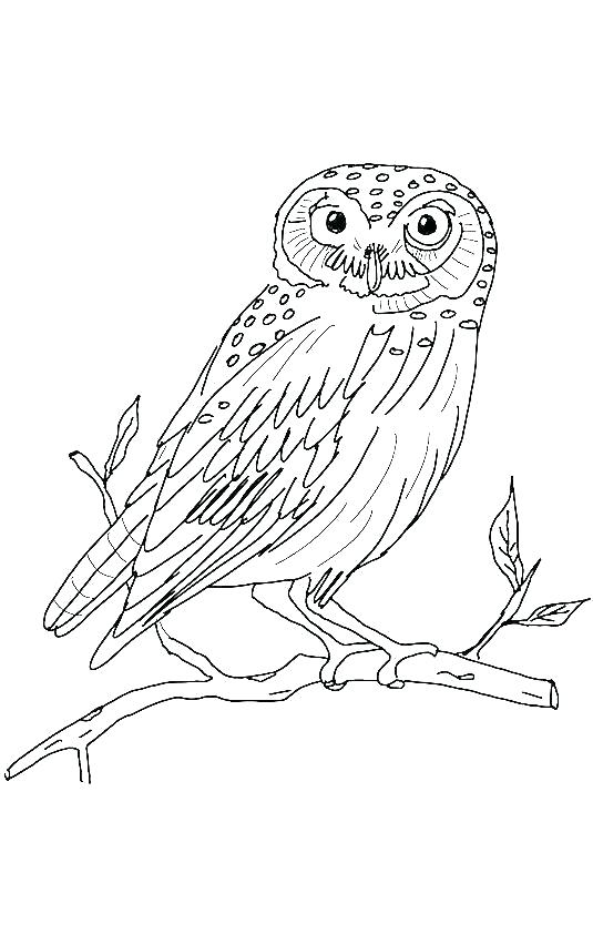 535x842 Barn Owl Coloring Page Barn Owl Coloring Page International
