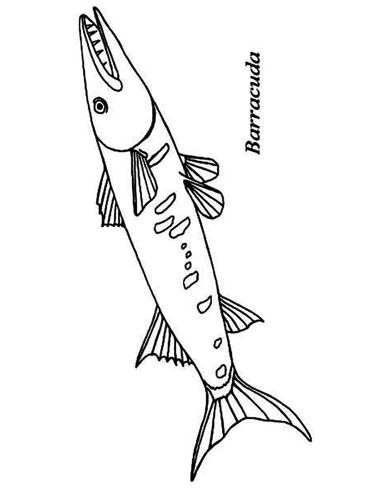 750x1000 Barracuda Coloring Pages. Download And Print Barracuda Coloring Pages.