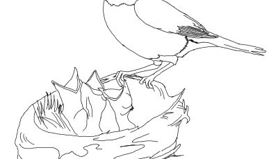 400x230 Best Of Barracuda Coloring Page Collection Printable Coloring Sheet