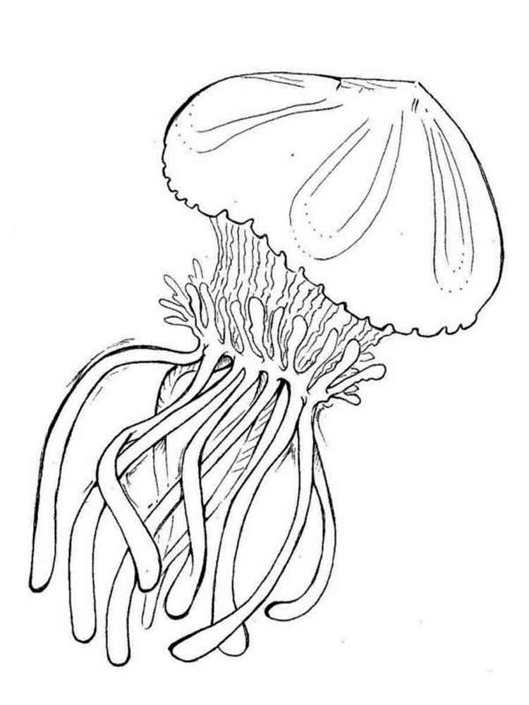 750x1000 Jellyfish Coloring Pages. Download And Print Jellyfish Coloring Pages.