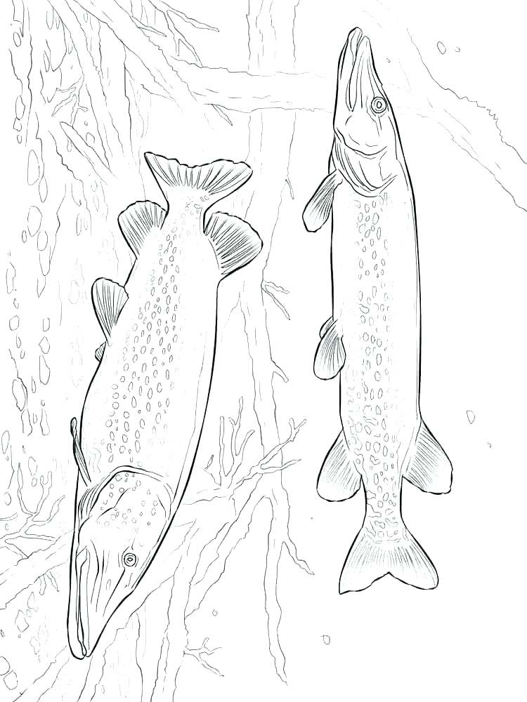 750x1000 Salmon Coloring Pages Pout Pout Fish Colouring Page Printable