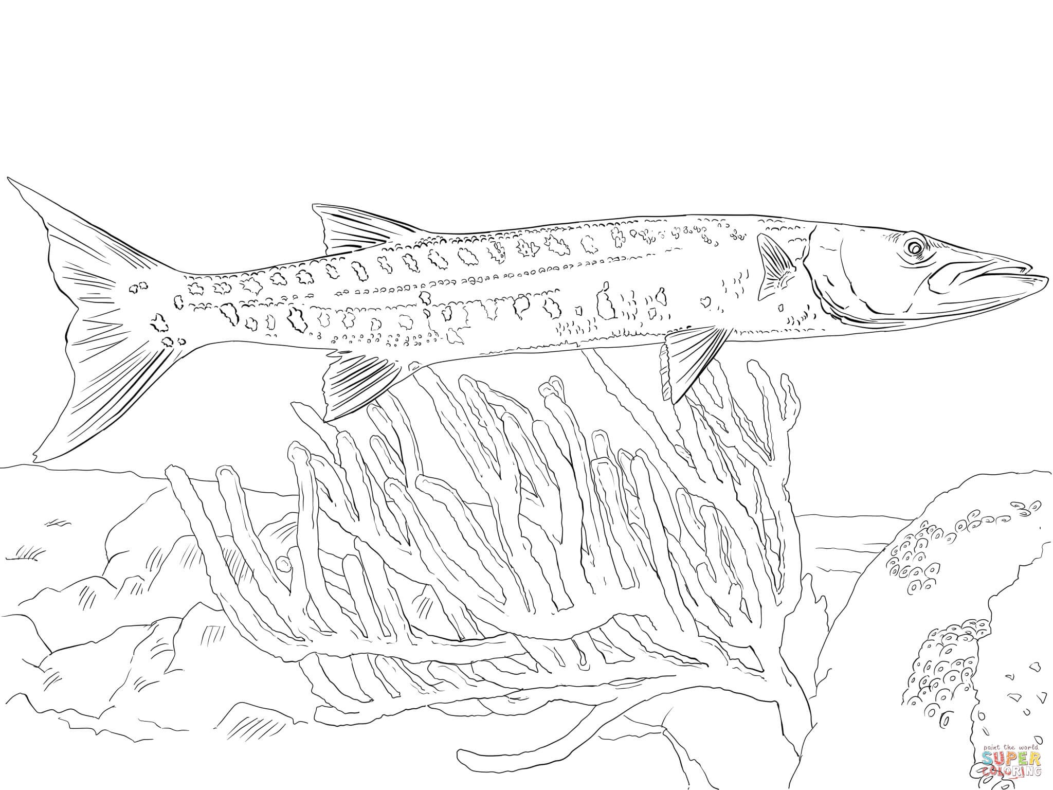 2048x1536 Barracuda Animal Coloring Pages Free Draw To Color