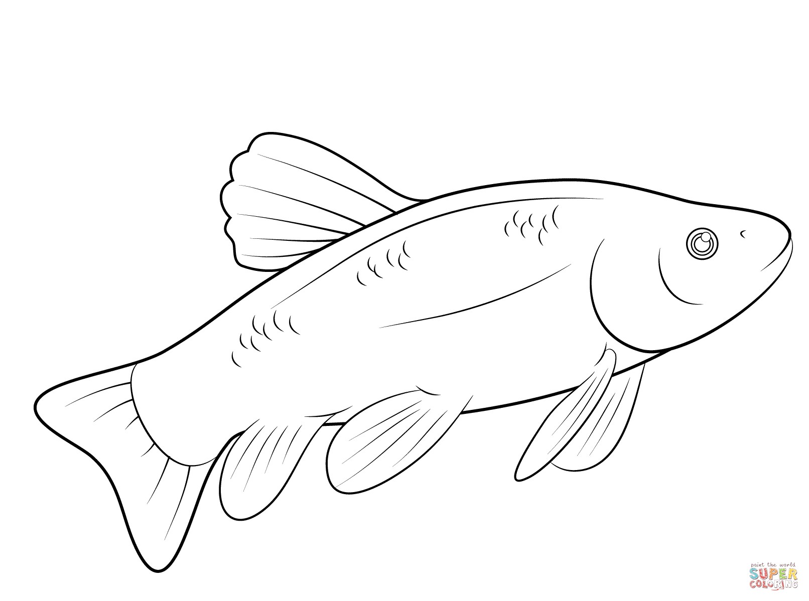 1612x1198 Barracuda Animal Coloring Pages Unique Bulldog Animal Coloring