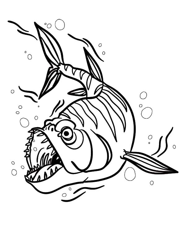 600x785 Barracuda Fish Attack Coloring Pages Best Place To Color