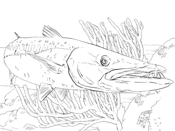 600x449 Barracuda Fish Between Reefs Coloring Pages Best Place To Color