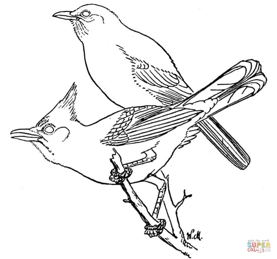 922x864 Blue Jay Coloring Pages For Kids Dreaded Toronto Colouring Jays