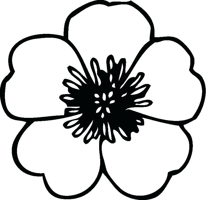 800x774 Appealing Easy Flower Coloring Pages Appealing Coloring Pages Draw