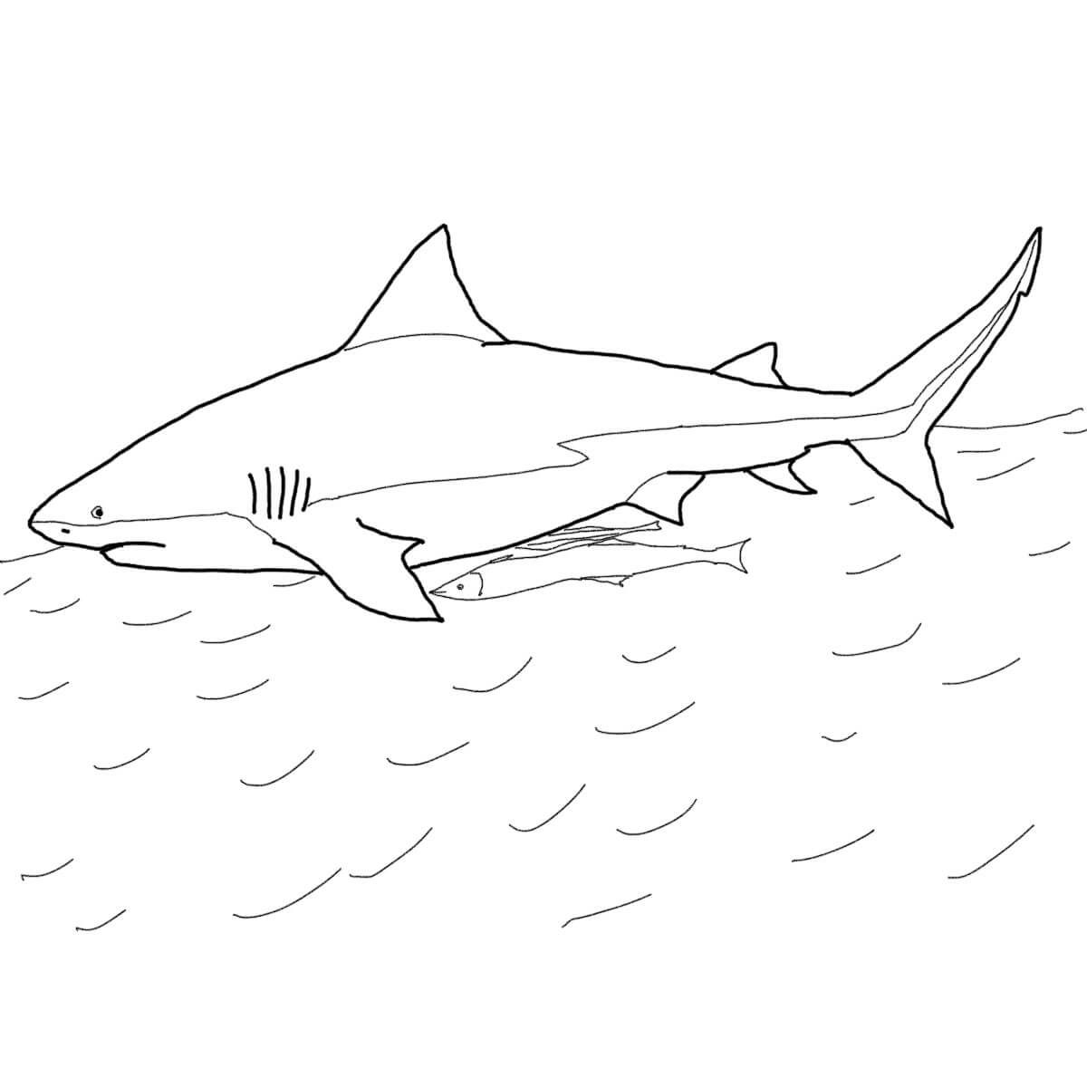 1200x1200 Goblin Shark Coloring Pages Depositphotos 113370712 Stock