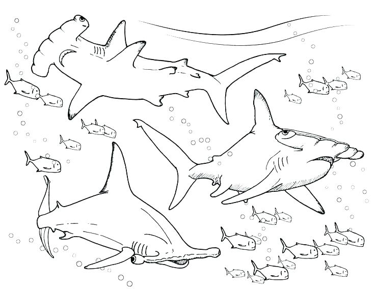 736x568 Hammerhead Shark Coloring Pages Bull Shark Coloring Pages Shark