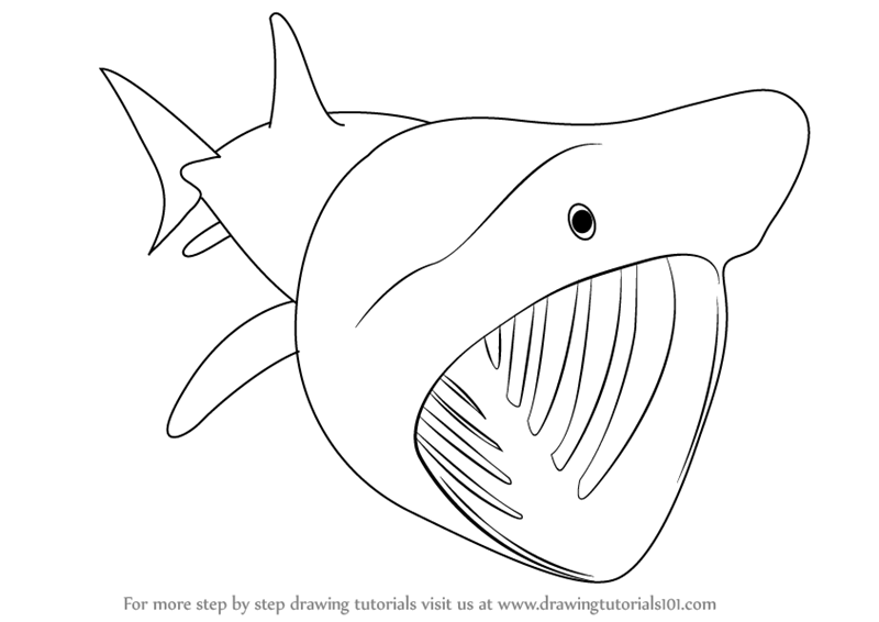 800x566 Learn How To Draw A Basking Shark (Fishes) Step By Step Drawing